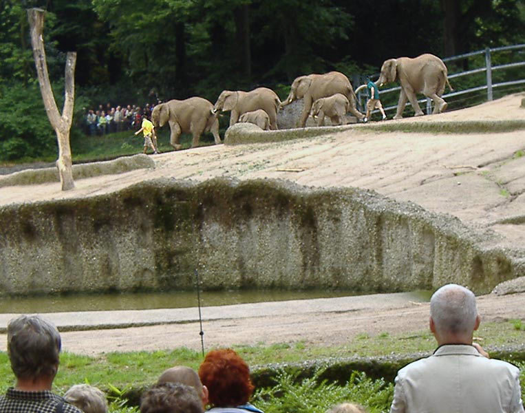 Parade der Elefanten im Zoo Wuppertal im August 2006