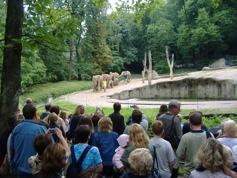 Parade der Elefanten im Zoo Wuppertal im August 2006