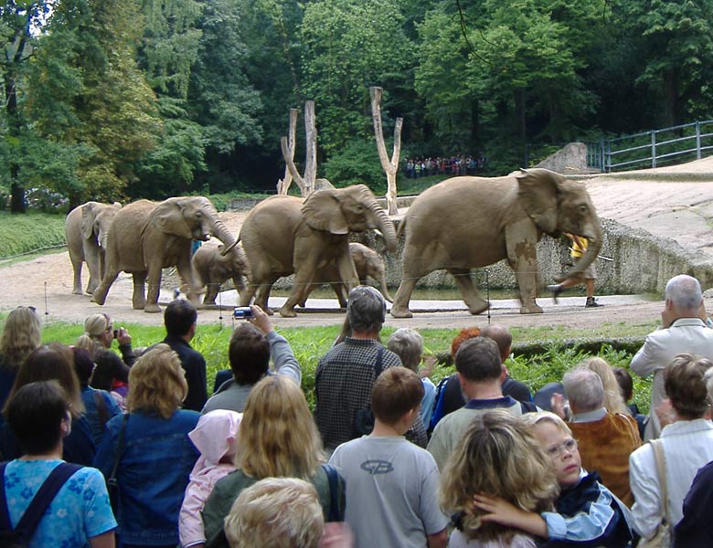 Parade der Elefanten im Zoo Wuppertal im August 2006