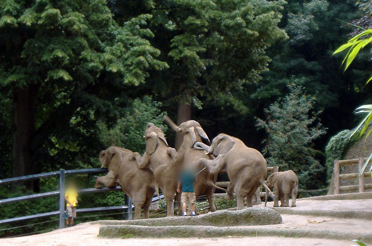 Parade der Elefanten im Zoo Wuppertal im August 2006