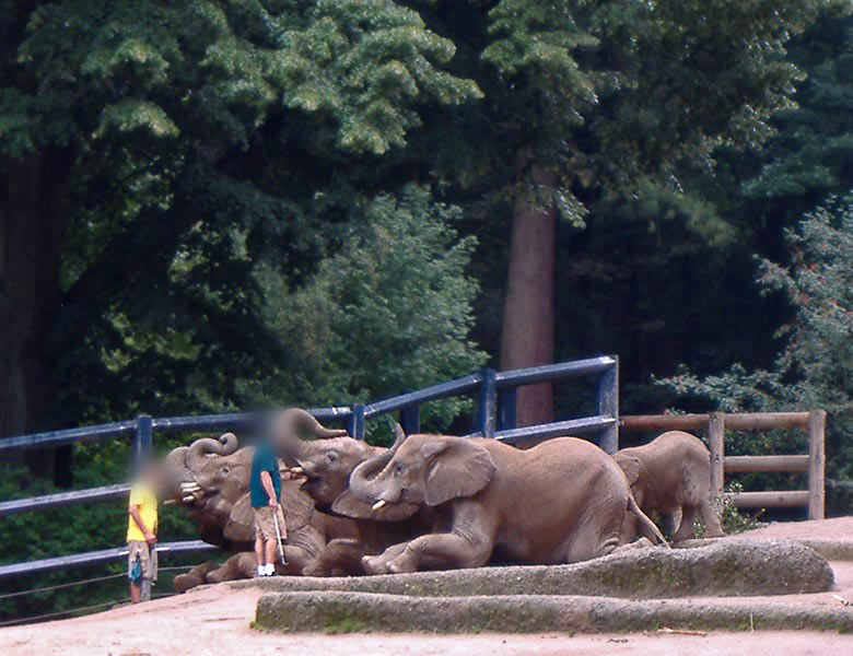 Parade der Elefanten im Zoo Wuppertal im August 2006