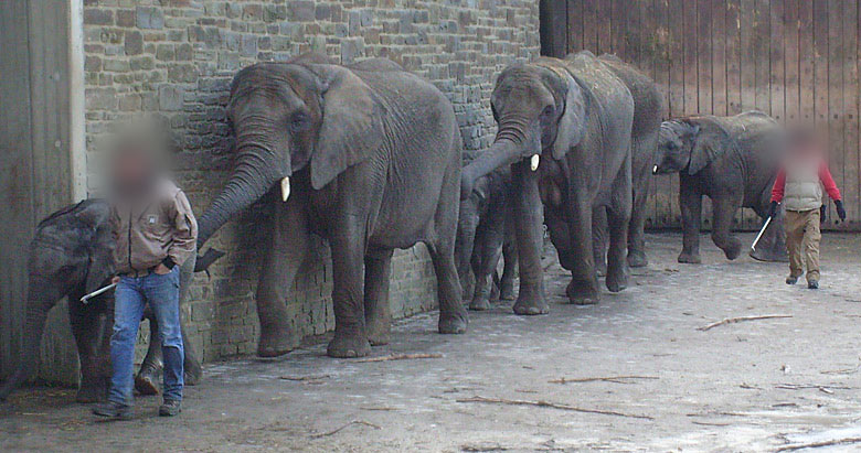 Afrikanische Elefanten im Zoologischen Garten Wuppertal im Februar 2009