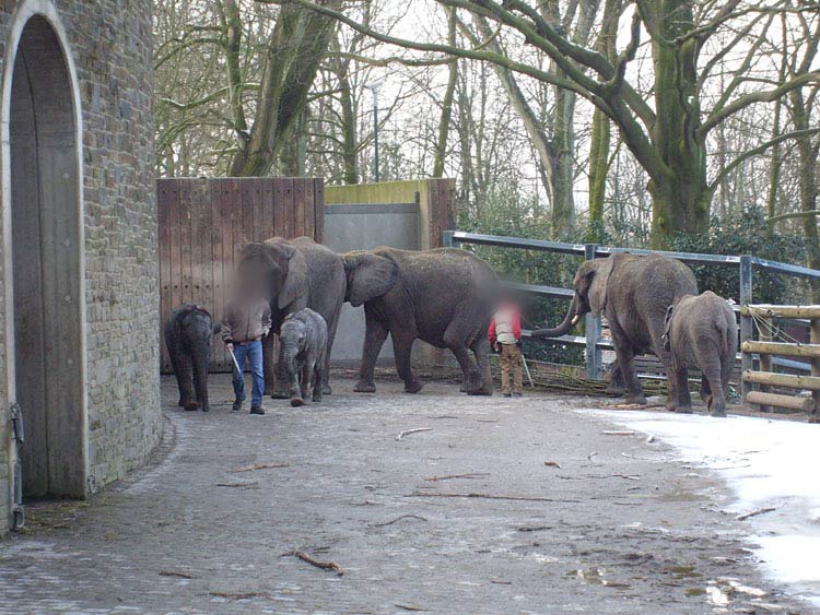 Afrikanische Elefanten im Zoo Wuppertal im Februar 2009