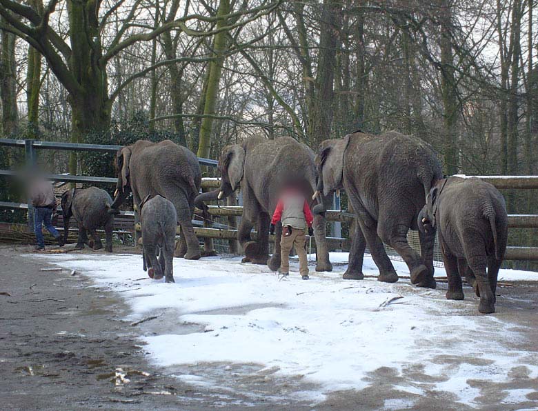 Afrikanische Elefanten im Zoologischen Garten Wuppertal im Februar 2009