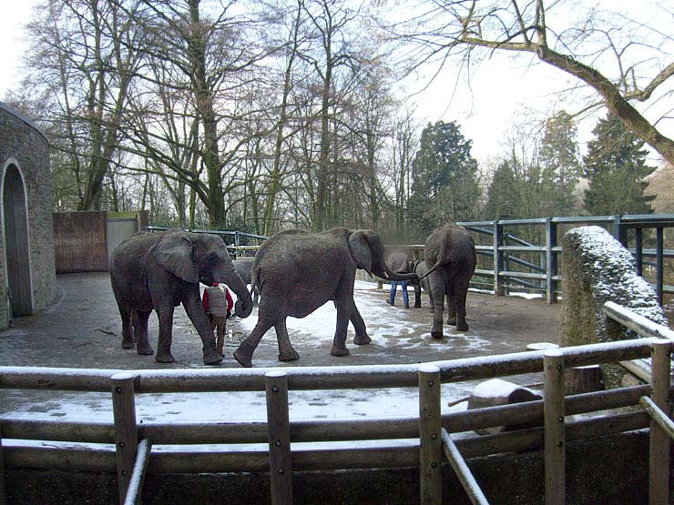 Afrikanische Elefanten im Wuppertaler Zoo im Februar 2009