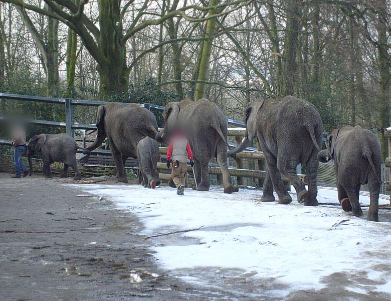 Afrikanische Elefanten im Zoologischen Garten Wuppertal im Februar 2009