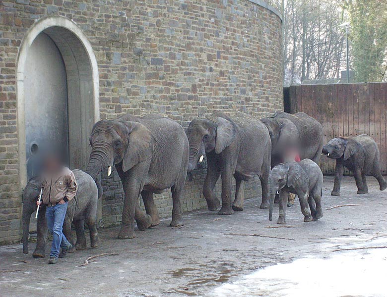 Afrikanische Elefanten im Wuppertaler Zoo im Februar 2009