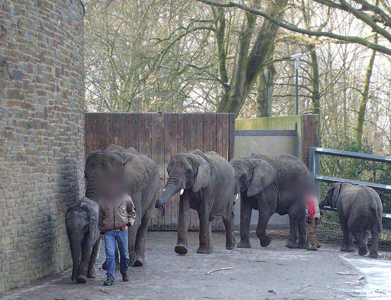 Afrikanische Elefanten im Zoo Wuppertal im Februar 2009