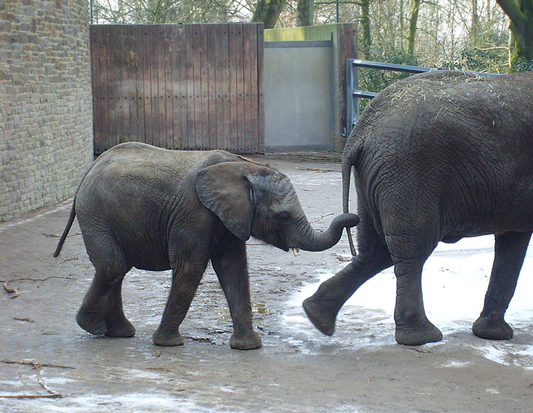 Afrikanische Elefanten im Wuppertaler Zoo im Februar 2009