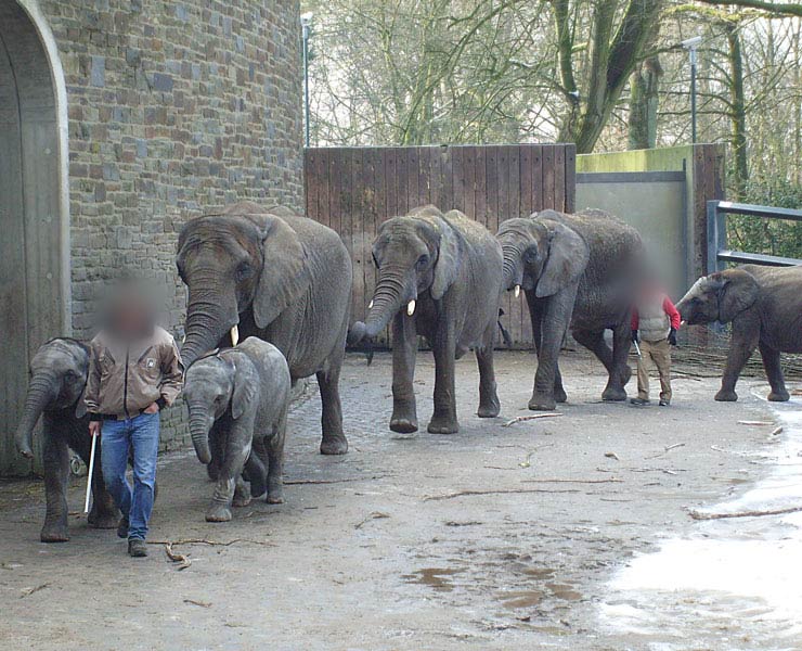 Afrikanische Elefanten im Zoo Wuppertal im Februar 2009