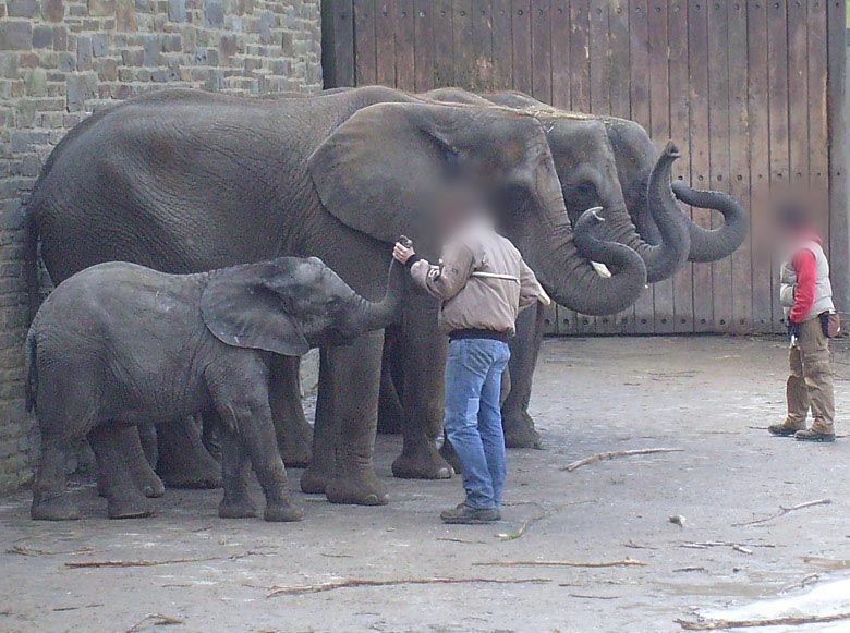 Afrikanische Elefanten im Zoologischen Garten Wuppertal im Februar 2009