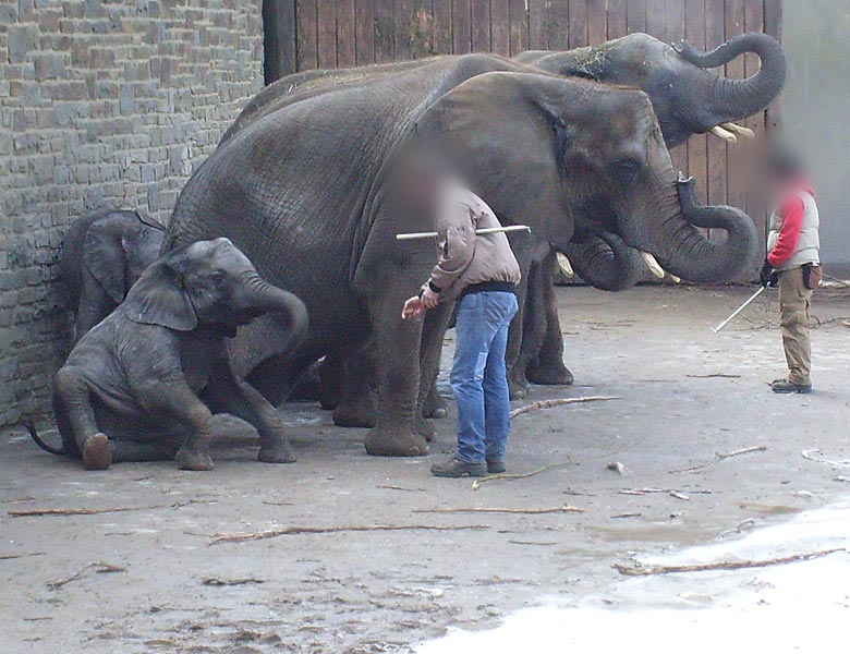 Afrikanische Elefanten im Wuppertaler Zoo im Februar 2009