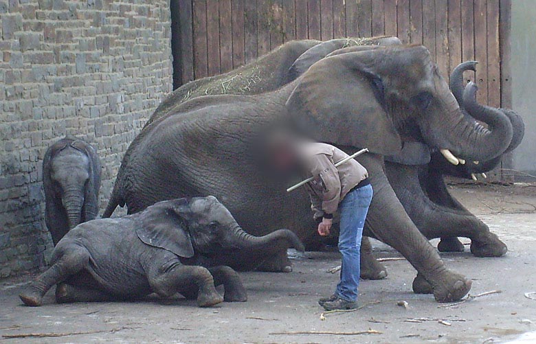 Afrikanische Elefanten im Zoo Wuppertal im Februar 2009