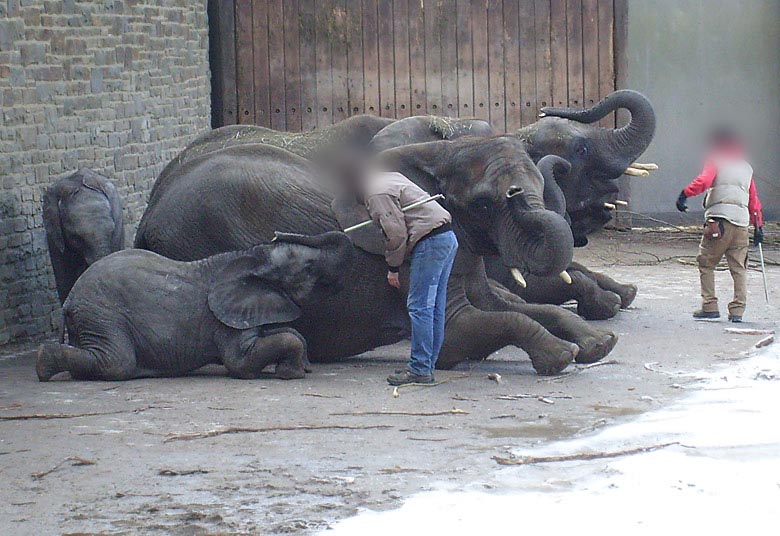 Afrikanische Elefanten im Zoologischen Garten Wuppertal im Februar 2009