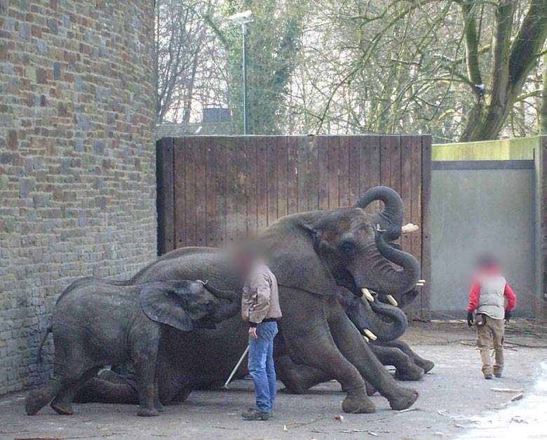 Afrikanische Elefanten im Zoo Wuppertal im Februar 2009