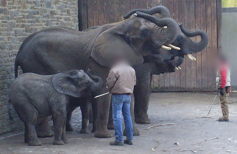 Afrikanische Elefanten im Zoologischen Garten Wuppertal im Februar 2009