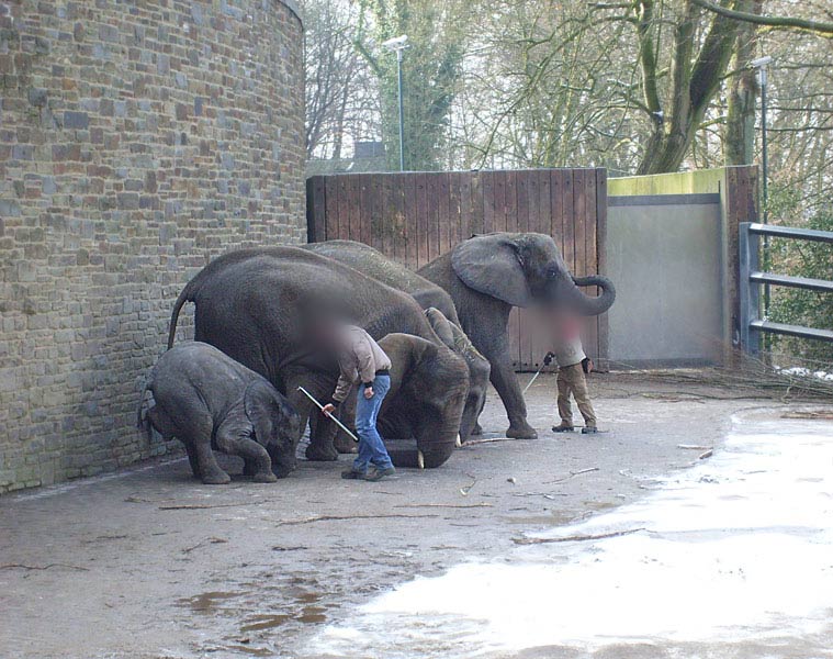 Afrikanische Elefanten im Wuppertaler Zoo im Februar 2009