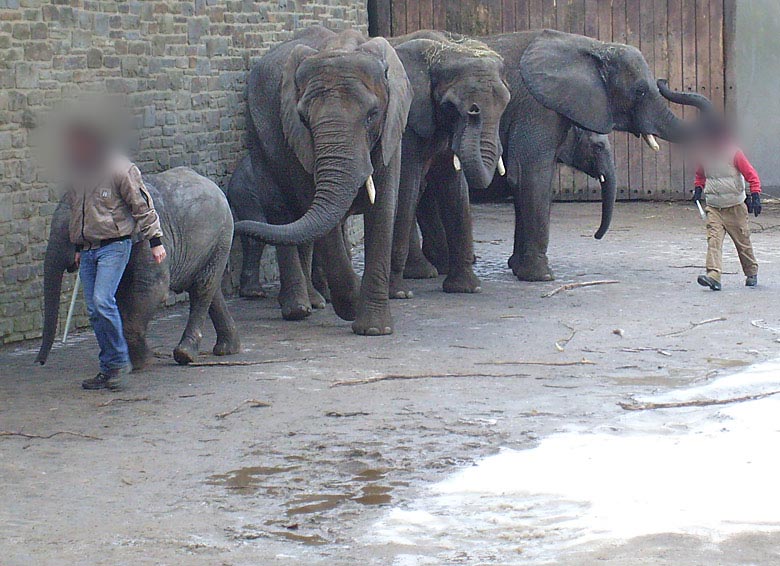 Afrikanische Elefanten im Wuppertaler Zoo im Februar 2009