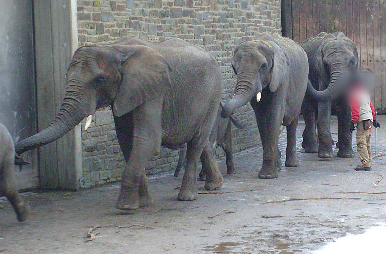 Afrikanische Elefanten im Zoo Wuppertal im Februar 2009