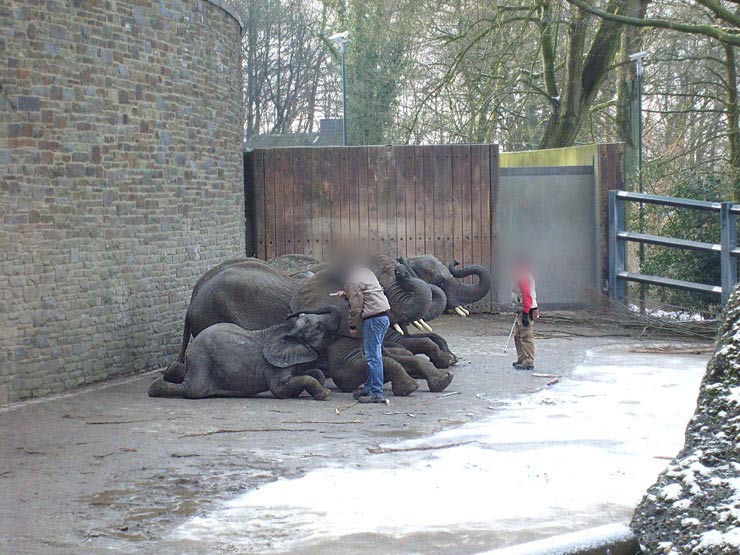 Afrikanische Elefanten im Wuppertaler Zoo im Februar 2009