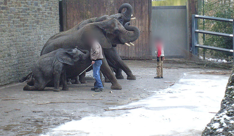 Afrikanische Elefanten im Zoo Wuppertal im Februar 2009