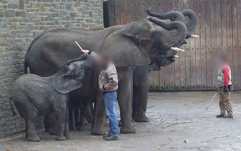 Afrikanische Elefanten im Wuppertaler Zoo im Februar 2009