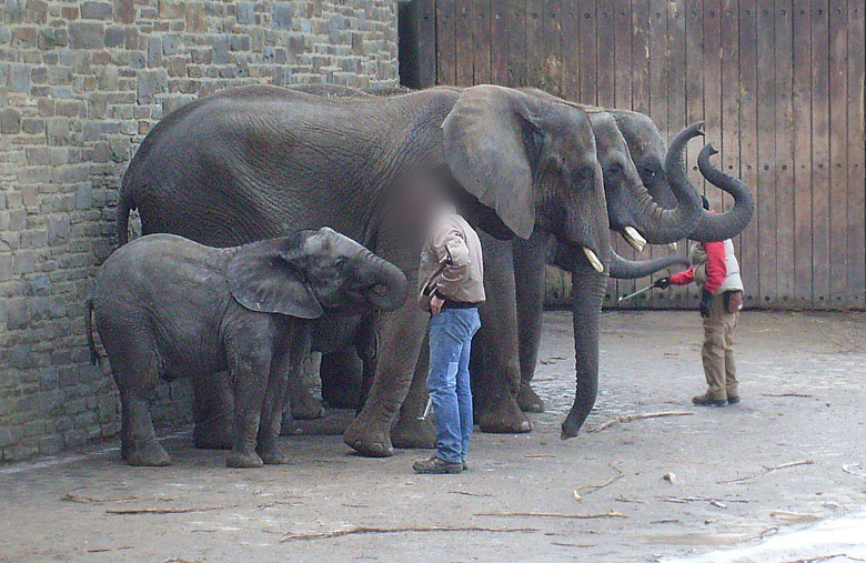 Afrikanische Elefanten im Zoologischen Garten Wuppertal im Februar 2009