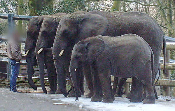 Afrikanische Elefanten im Wuppertaler Zoo im Februar 2009