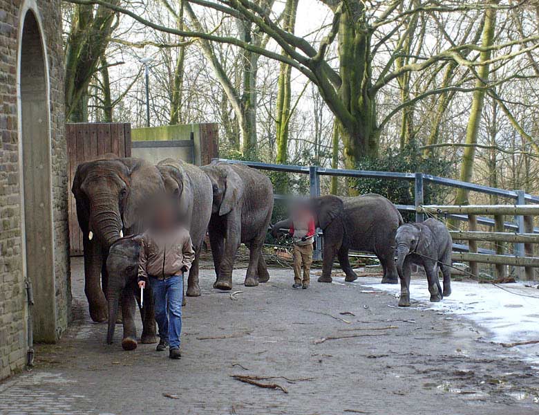 Afrikanische Elefanten im Zoologischen Garten Wuppertal im Februar 2009