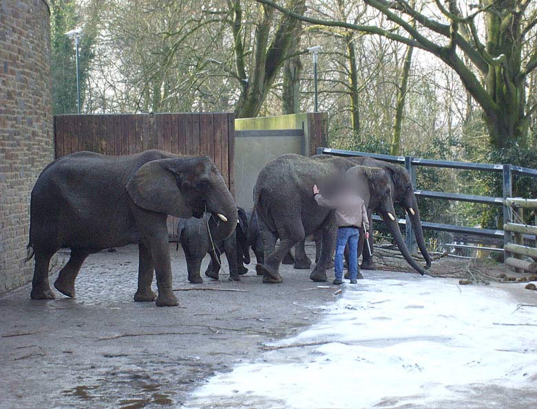 Afrikanische Elefanten im Zoologischen Garten Wuppertal im Februar 2009