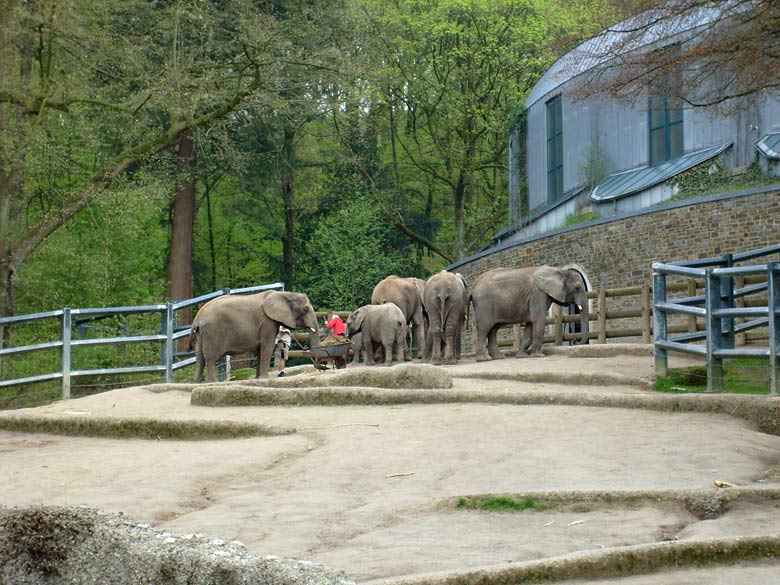 Gehegereinigung bei den Afrikanischen Elefanten im Wuppertaler Zoo im April 2008