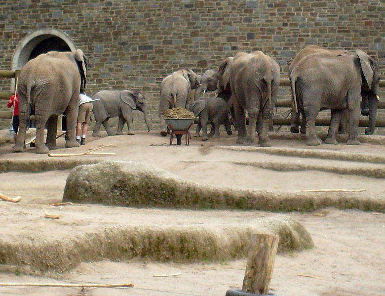 Gehegereinigung bei den Afrikanischen Elefanten im Zoo Wuppertal im April 2008