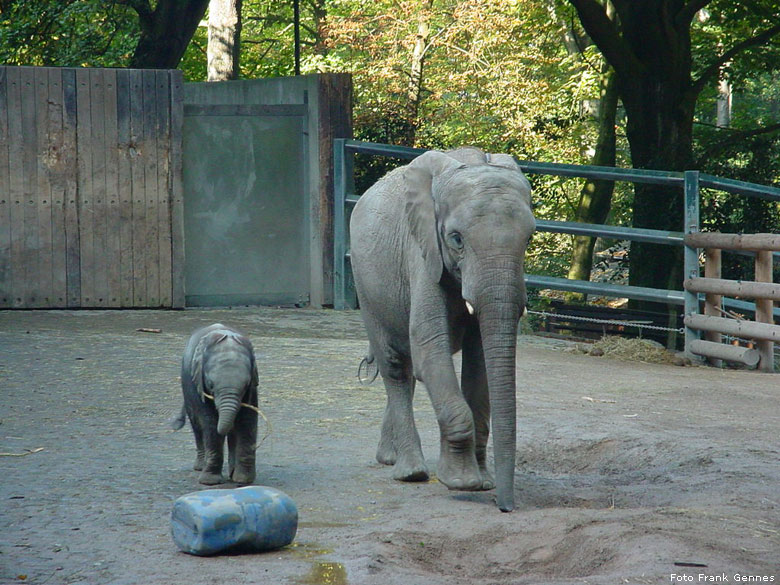Die Afrikanischen Elefanten BONGI und PUNDA im Zoologischen Garten Wuppertal im Oktober 2005 (Foto Frank Gennes)