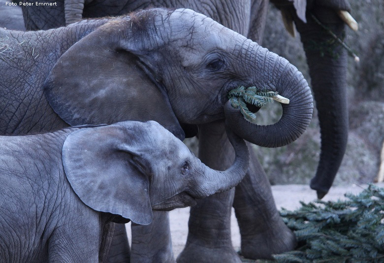 Afrikanischer Elefant im Wuppertaler Zoo im Dezember 2008 (Foto Peter Emmert)