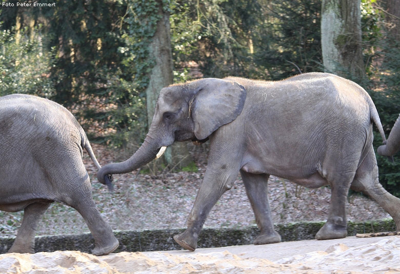 Afrikanischer Elefant im Zoo Wuppertal im Januar 2009 (Foto Peter Emmert)