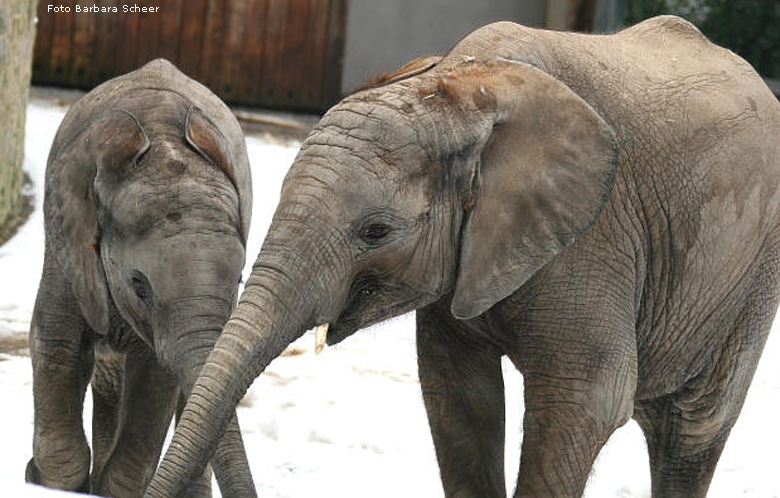 Elefantenspaß im Schnee im Zoologischen Garten Wuppertal im Dezember 2008 (Foto Barbara Scheer)