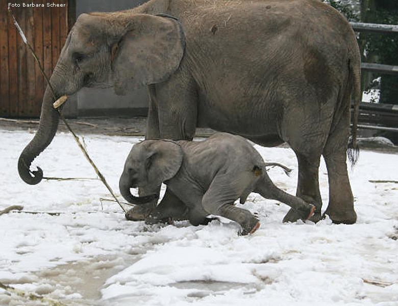 Elefantenspaß im Schnee im Wuppertaler Zoo im Dezember 2008 (Foto Barbara Scheer)