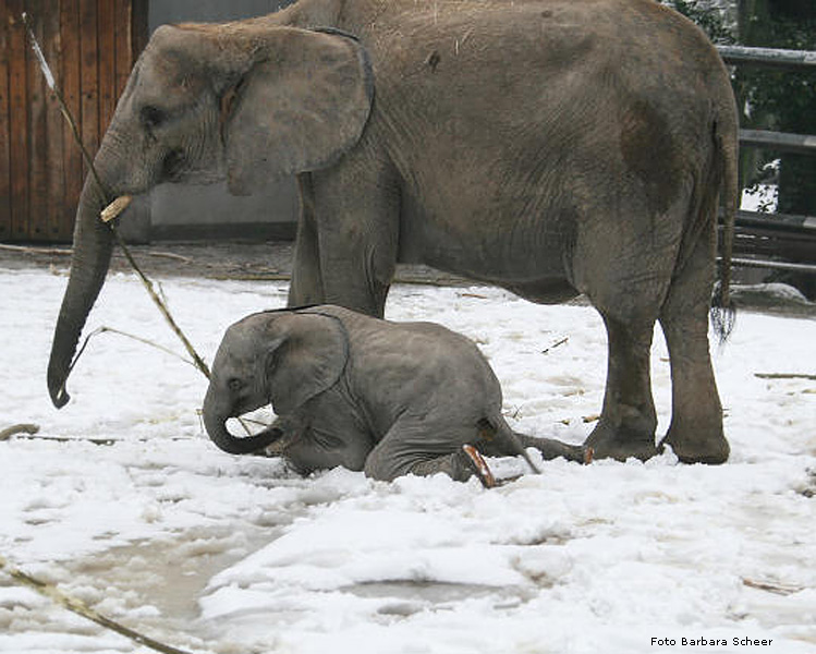 Elefantenspaß im Schnee im Zoo Wuppertal im Dezember 2008 (Foto Barbara Scheer)