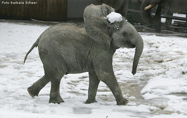 Elefantenspaß im Schnee im Wuppertaler Zoo im Dezember 2008 (Foto Barbara Scheer)