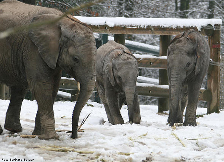 Elefantenspaß im Schnee im Wuppertaler Zoo im Dezember 2008 (Foto Barbara Scheer)