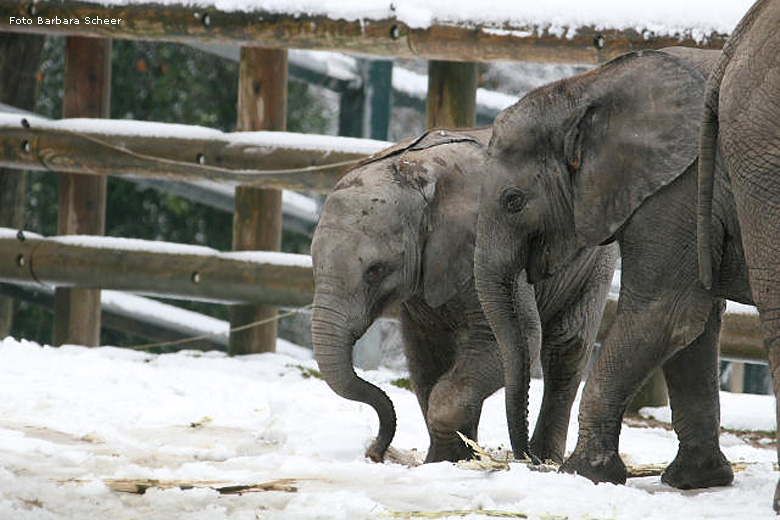 Elefantenspaß im Schnee im Zoo Wuppertal im Dezember 2008 (Foto Barbara Scheer)