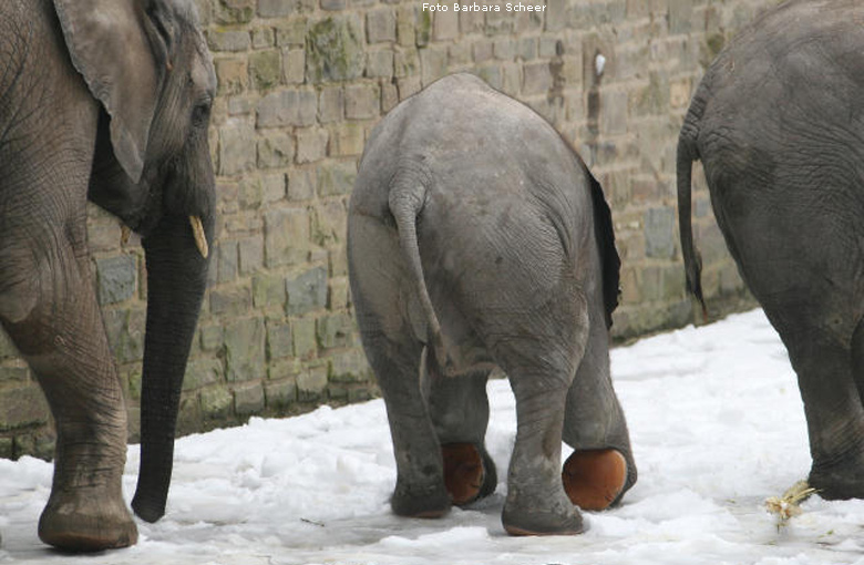 Elefantenspaß im Schnee im Wuppertaler Zoo im Dezember 2008 (Foto Barbara Scheer)