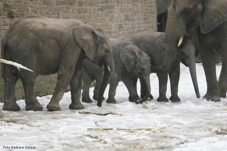 Elefantenspaß im Schnee im Zoo Wuppertal im Dezember 2008 (Foto Barbara Scheer)