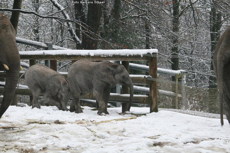 Elefantenspaß im Schnee im Zoologischen Garten Wuppertal im Dezember 2008 (Foto Barbara Scheer)