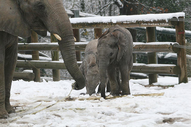 Elefantenspaß im Schnee im Zoo Wuppertal im Dezember 2008 (Foto Barbara Scheer)