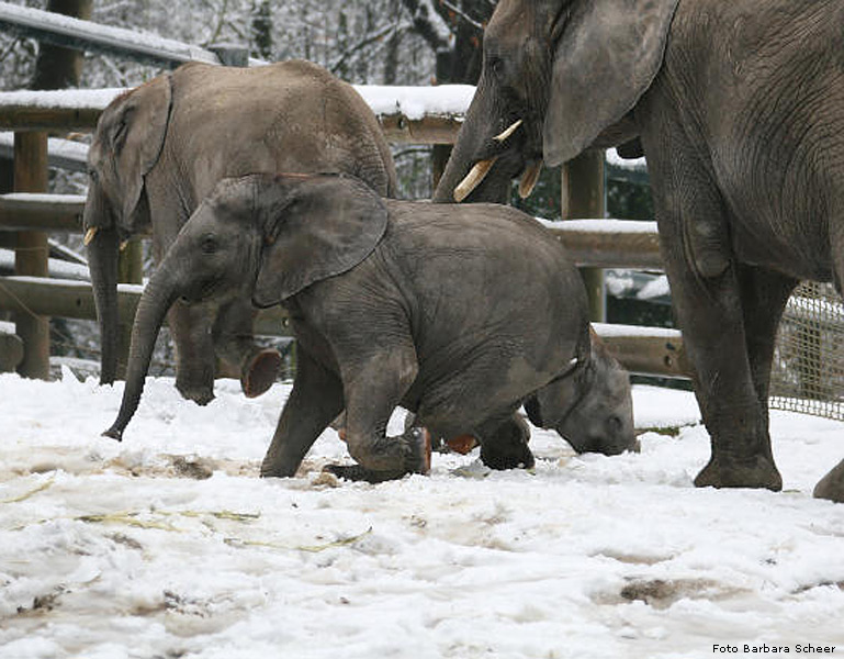 Elefantenspaß im Schnee im Zoologischen Garten Wuppertal im Dezember 2008 (Foto Barbara Scheer)