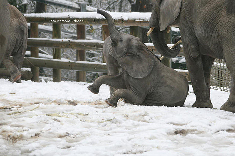 Elefantenspaß im Schnee im Wuppertaler Zoo im Dezember 2008 (Foto Barbara Scheer)