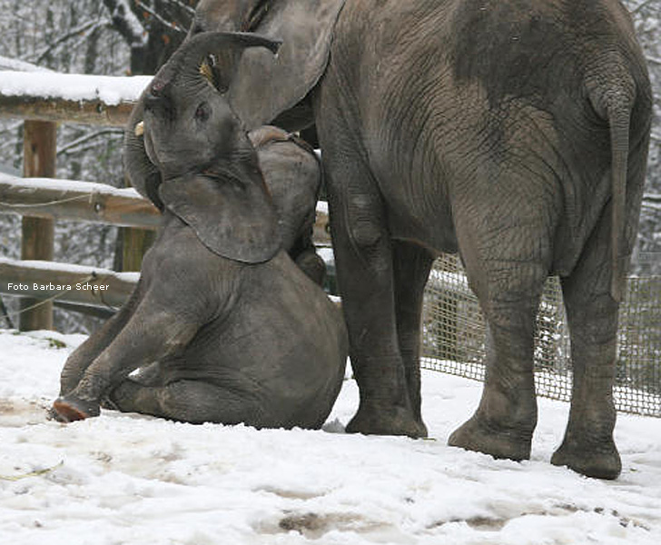 Elefantenspaß im Schnee im Zoo Wuppertal im Dezember 2008 (Foto Barbara Scheer)