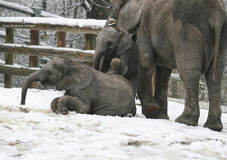 Elefantenspaß im Schnee im Wuppertaler Zoo im Dezember 2008 (Foto Barbara Scheer)