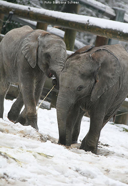 Elefantenspaß im Schnee im Zoologischen Garten Wuppertal im Dezember 2008 (Foto Barbara Scheer)